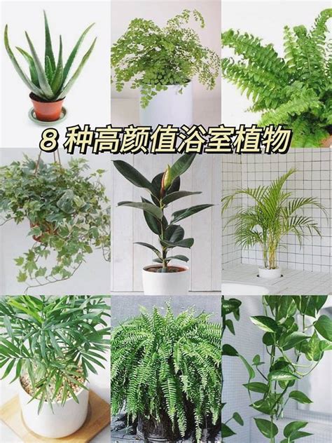 廁所放的植物|適合放在浴室廁所的植物